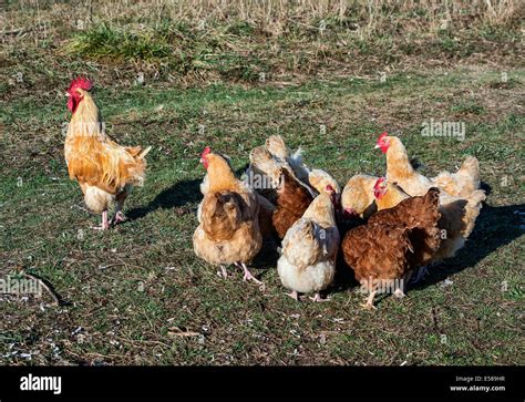 Chickens Free Range Hi Res Stock Photography And Images Alamy