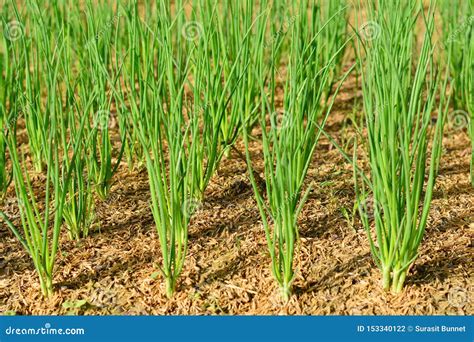 Onion planting stock photo. Image of foliage, gardening - 153340122