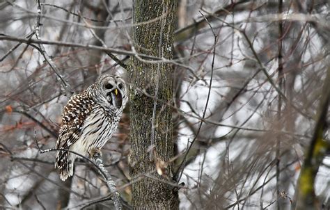 Chouette Ray E Avec Sa Proie Barred Owl With It S Prey Flickr