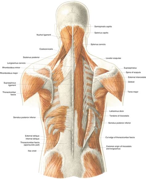 Thoracic Muscle Strain Springerlink