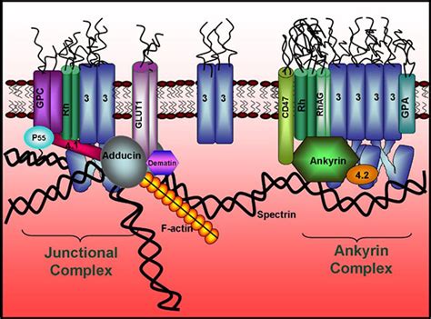 Structural characterization of the human red blood cell membrane: Low ...