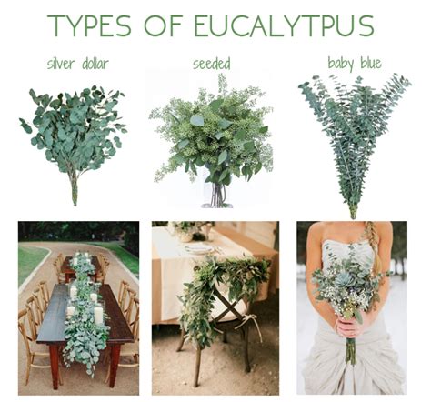 Eucalyptus Types Chart