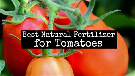 Which Are The Best Fertilizers For Vegetables The Ultimate Guide