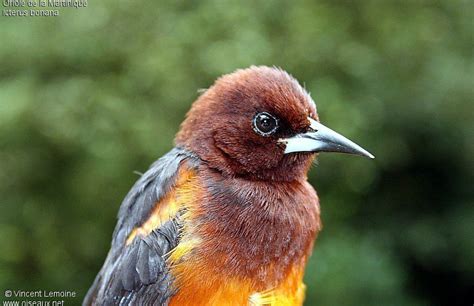 Martinique Orioleicterus Bonana Fourth World Bird Perch Colorful