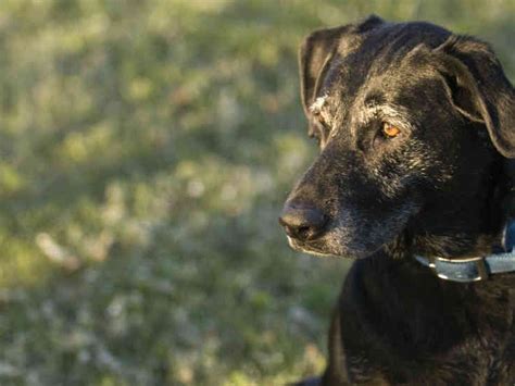 Con Qué Frecuencia Odian Los Perros