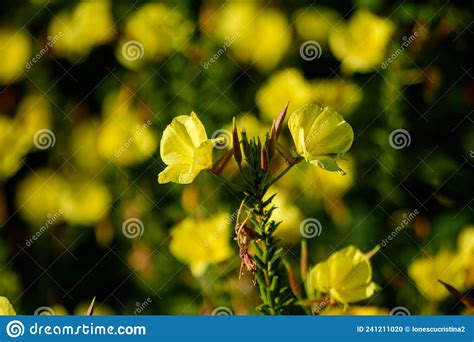 Many Vivid Yellow Flowers and Green Leaves of Oenothera Plant, Commonly ...