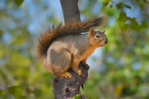 Male Vs Female Squirrel 6 Key Differences A Z Animals