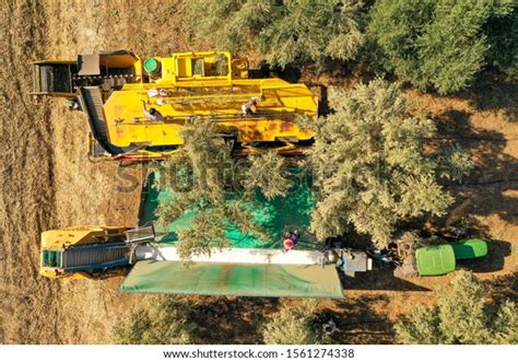 34 Olive Tree Shaking Machine Images Stock Photos 3D Objects