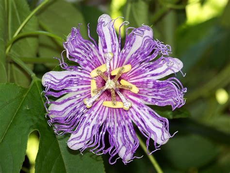 Free Images Nature Blossom Petal Bloom Floral Green Botany