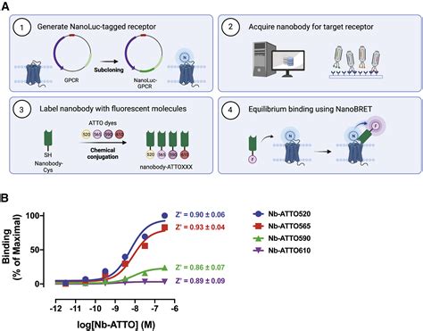 Nanob2 To Monitor Interactions Of Ligands With Membrane Proteins By Combining Nanobodies And