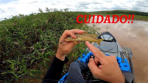 Muito Peixe Rio De Gua Barrenta Essa Isca Voc Arrebenta