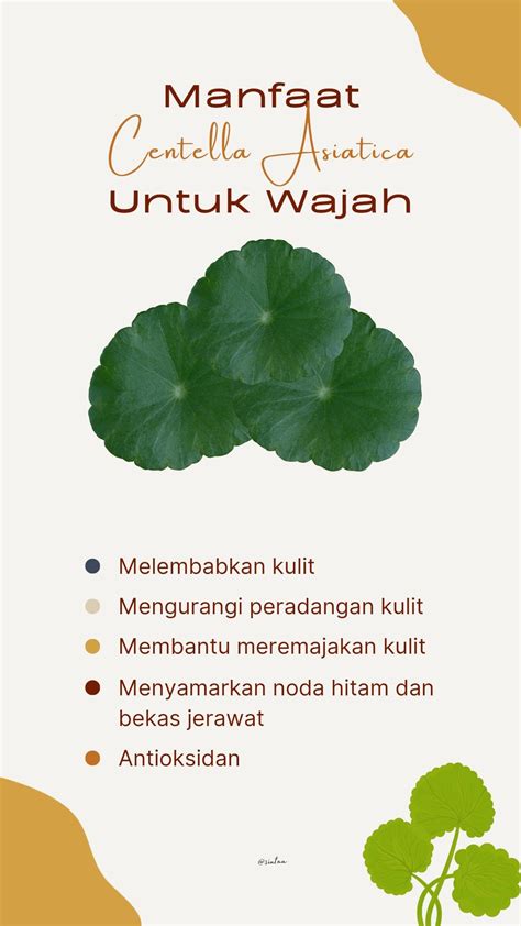 Manfaat Centella Asiatica Untuk Kulit Wajah Perawatan Kesehatan