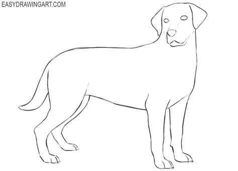 How To Draw A Labrador Easy Drawing Art