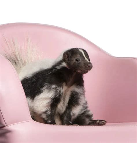 Picture Of A Skunk Stock Photo By ©nathan0834 56253437