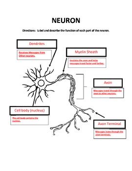 The Neuron Worksheet | TUTORE.ORG - Master of Documents