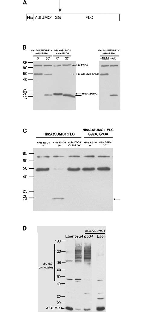 analysis  esd function  vitro   vivo  diagram