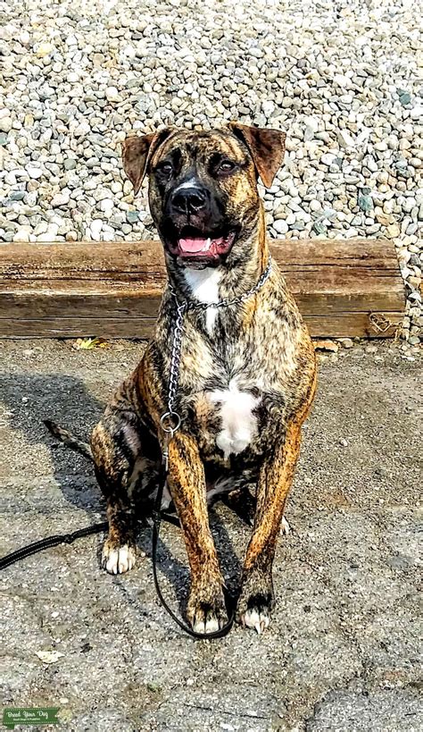 Brindle mastiff mix - Stud Dog in CO, United States | Breed Your Dog