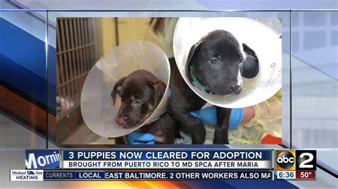 Puppies Rescued From Puerto Rico Available For Adoption In Baltimore