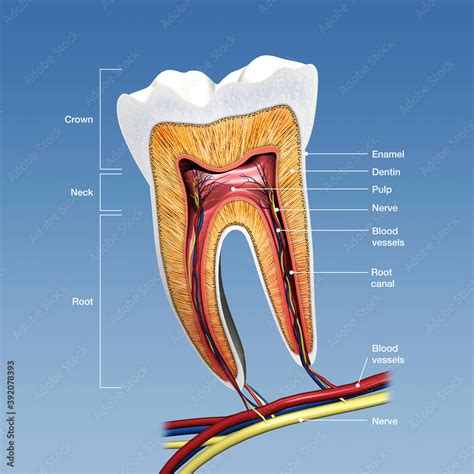 Molar Tooth Cross Section With Labels 3D Rendering Stock Illustration