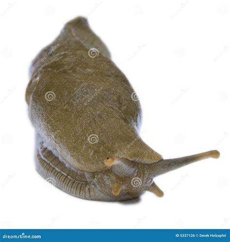 Giant, Slimy Slug Eating A Leaf Royalty-Free Stock Photo ...