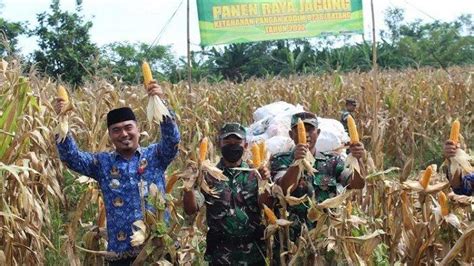 Sukseskan Program Ketahanan Pangan Kodim Batang Bagikan Hasil