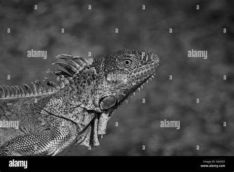 Black & white image of a large lizard Stock Photo - Alamy