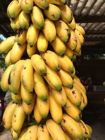 Como Plantar Banana Ouro Mundo Ecologia