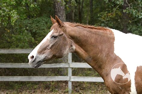 How To Feed Your Senior Horse {Explained!}