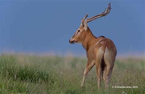 Dovydo elnias Elaphurus davidianus Père David s deer 6 Flickr