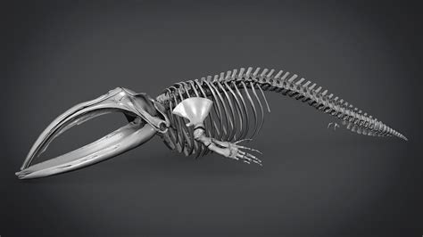 Right Whale Skeleton - Rigsters