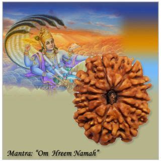 Eight Mukhi Face Rudraksha From Nepal Vedic Vaani