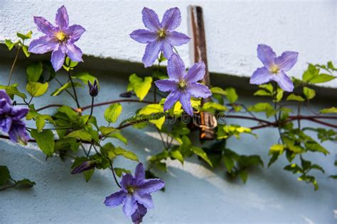 Blumen Ranke Fotos Kostenlose Und Royalty Free Stock Fotos Von Dreamstime