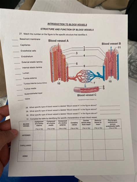 Solved Introduction To Blood Vessels Structure And Function Chegg