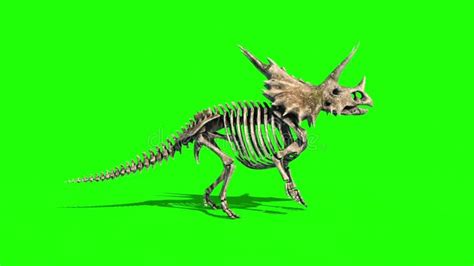 Triceratops Skeleton Walk Jurassic World Green Screen D Rendering