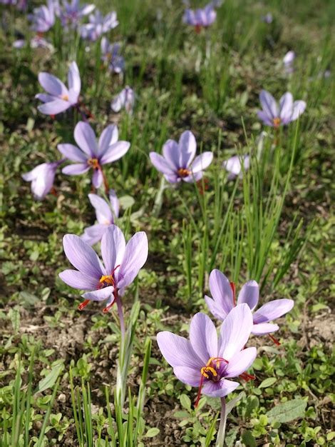 Premium Photo A Field Of Crocus Flowers With The Red Center