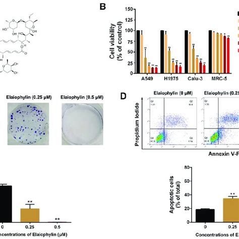 Elaiophylin Inhibits Cell Viability And Induces Cell Apoptosis In A