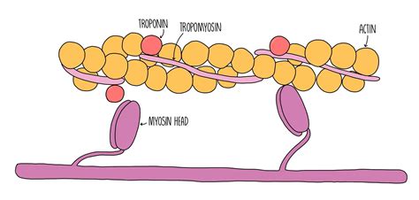 Muscle Contraction Edexcel A The Science Sauce