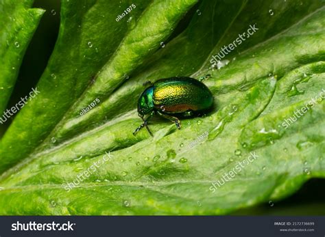 26,898 Shiny Beetle Images, Stock Photos & Vectors | Shutterstock