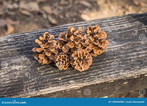 Mature Pine Cones On The Wooden Bench Stock Photo Image Of Cone