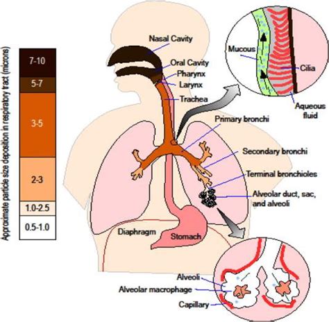 Simplified Diagram Of The Human Respiratory System The Approximate Download Scientific Diagram