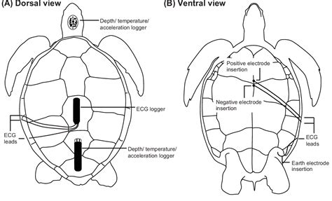 Turtle Circulatory System