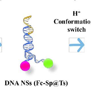 Schematic Diagram Of The Conformational Switch Of Ph Responsive Dna