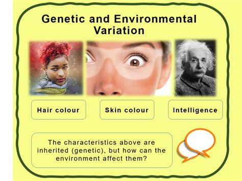 Genetic And Environmental Variation Ks Low Ability Teaching Resources