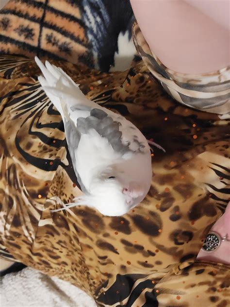 why is cockatiel limping step by step 6