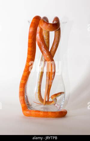 Cute Corn Snake Female And Male With Protruding Tongue On Neutral