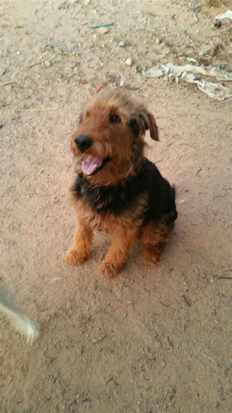 puppy2 | Southwest Airedale Terrier Rescue