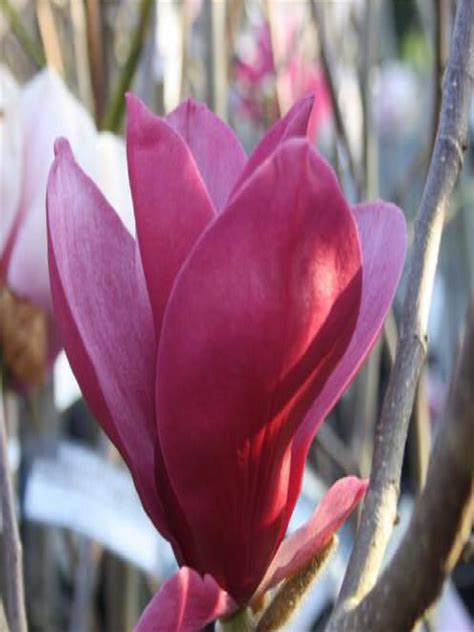 Oderings Deciduous Tree Magnolia Red As