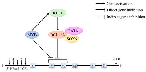 Biomolecules Free Full Text Epigenetic Insights And Potential