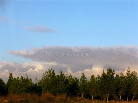 Anvil cloud over forest stock photo. Image of cloud - 272578262