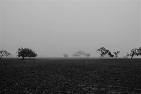 Images Gratuites Paysage Arbre La Nature Herbe Horizon Nuage